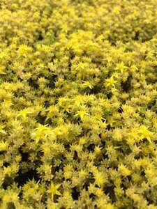 Sedum acre 'Yellow Queen' geen maat specificatie 0,55L/P9cm - afbeelding 3