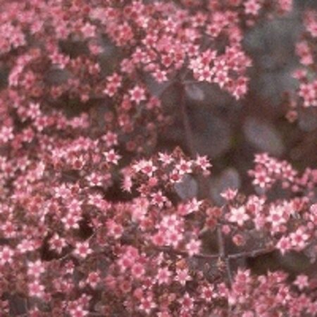 Sedum 'Bertram Anderson' geen maat specificatie 0,55L/P9cm
