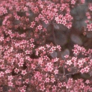 Sedum 'Bertram Anderson' geen maat specificatie 0,55L/P9cm