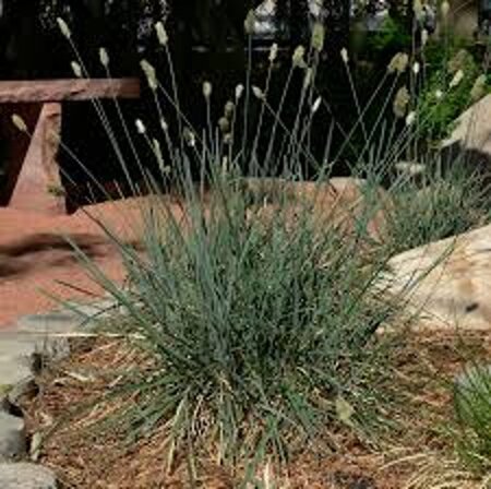 Sesleria caerulea geen maat specificatie 0,55L/P9cm - afbeelding 2
