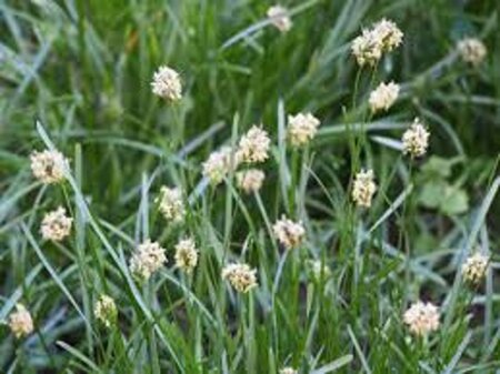 Sesleria caerulea geen maat specificatie 0,55L/P9cm - afbeelding 3