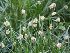 Sesleria caerulea geen maat specificatie 0,55L/P9cm - afbeelding 3