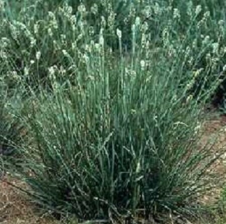 Sesleria caerulea geen maat specificatie 0,55L/P9cm - afbeelding 2