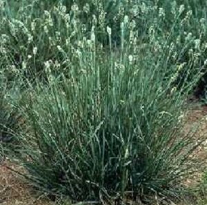 Sesleria caerulea geen maat specificatie 0,55L/P9cm - afbeelding 2