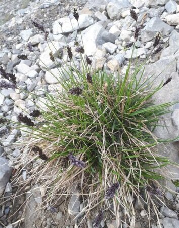 Sesleria caerulea geen maat specificatie 0,55L/P9cm - afbeelding 6