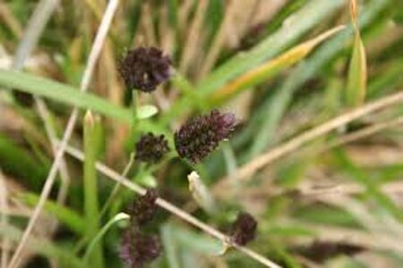 Sesleria caerulea geen maat specificatie 0,55L/P9cm - afbeelding 5