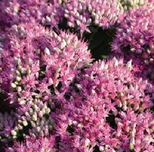 Sedum 'Carl' geen maat specificatie 0,55L/P9cm - afbeelding 5