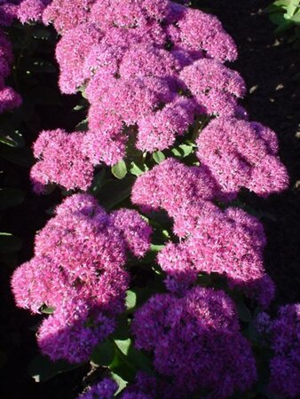Sedum 'Carl' geen maat specificatie 0,55L/P9cm - afbeelding 6