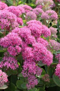 Sedum 'Carl' geen maat specificatie 0,55L/P9cm - afbeelding 5