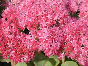 Sedum 'Carl' geen maat specificatie 0,55L/P9cm - afbeelding 8