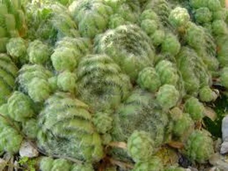 Sempervivum ciliosum borisii geen maat specificatie 0,55L/P9cm