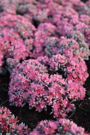 Sedum cauticola 'Lidakense' geen maat specificatie 0,55L/P9cm - afbeelding 3