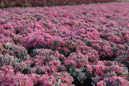 Sedum cauticola 'Lidakense' geen maat specificatie 0,55L/P9cm - afbeelding 4