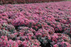 Sedum cauticola 'Lidakense' geen maat specificatie 0,55L/P9cm - afbeelding 4