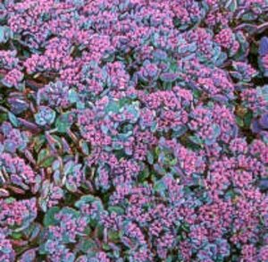 Sedum cauticola 'Lidakense' geen maat specificatie 0,55L/P9cm - afbeelding 1