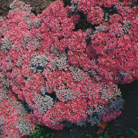 Sedum cauticola 'Lidakense' geen maat specificatie 0,55L/P9cm - afbeelding 2