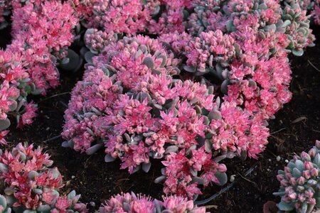 Sedum cauticola 'Lidakense' geen maat specificatie 0,55L/P9cm - afbeelding 5