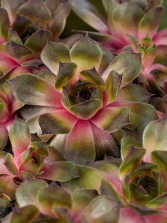 Sempervivum 'Feldmaier' geen maat specificatie 0,55L/P9cm - afbeelding 1
