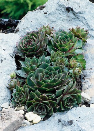 Sempervivum 'Feldmaier' geen maat specificatie 0,55L/P9cm - afbeelding 3