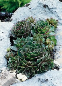 Sempervivum 'Feldmaier' geen maat specificatie 0,55L/P9cm - afbeelding 3