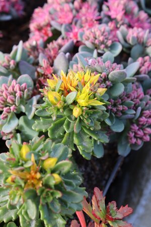 Sedum flor. 'Weihenstephaner Gold' geen maat specificatie 0,55L/P9cm - afbeelding 2