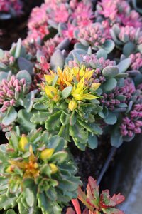 Sedum flor. 'Weihenstephaner Gold' geen maat specificatie 0,55L/P9cm - afbeelding 2