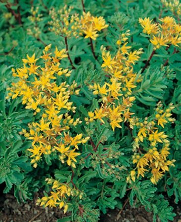 Sedum flor. 'Weihenstephaner Gold' geen maat specificatie 0,55L/P9cm - afbeelding 3
