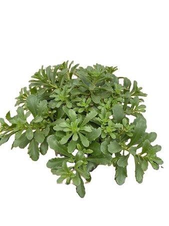 Sedum flor. 'Weihenstephaner Gold' geen maat specificatie 0,55L/P9cm - afbeelding 9