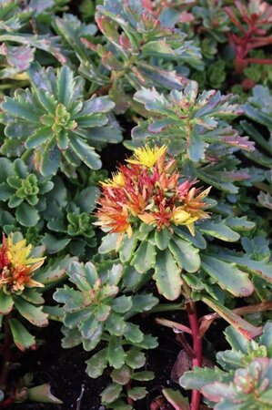 Sedum flor. 'Weihenstephaner Gold' geen maat specificatie 0,55L/P9cm - afbeelding 8