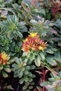 Sedum flor. 'Weihenstephaner Gold' geen maat specificatie 0,55L/P9cm - afbeelding 8