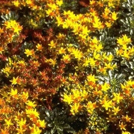 Sedum flor. 'Weihenstephaner Gold' geen maat specificatie 0,55L/P9cm - afbeelding 11