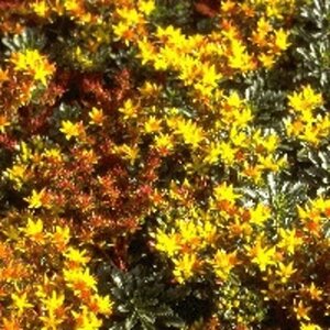 Sedum flor. 'Weihenstephaner Gold' geen maat specificatie 0,55L/P9cm - afbeelding 11