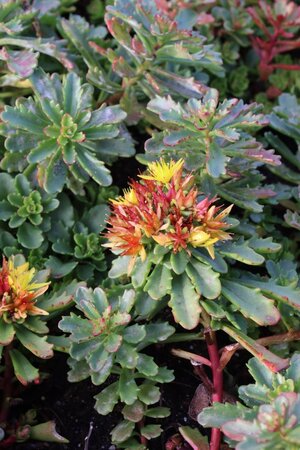 Sedum flor. 'Weihenstephaner Gold' geen maat specificatie 0,55L/P9cm - afbeelding 12