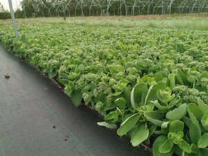 Sedum 'Herbstfreude' =  'Autumn Joy' geen maat specificatie 0,55L/P9cm - afbeelding 5