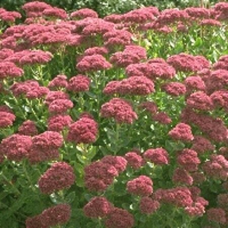 Sedum 'Herbstfreude' =  'Autumn Joy' geen maat specificatie 0,55L/P9cm - afbeelding 7