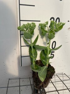 Sedum 'Herbstfreude' =  'Autumn Joy' geen maat specificatie 0,55L/P9cm - afbeelding 9
