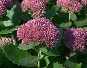 Sedum 'Herbstfreude' =  'Autumn Joy' geen maat specificatie 0,55L/P9cm - afbeelding 6