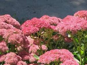 Sedum 'Herbstfreude' =  'Autumn Joy' geen maat specificatie 0,55L/P9cm - afbeelding 5