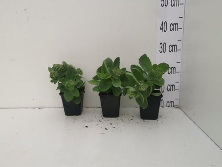 Sedum 'Herbstfreude' =  'Autumn Joy' geen maat specificatie 0,55L/P9cm - afbeelding 4