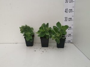 Sedum 'Herbstfreude' =  'Autumn Joy' geen maat specificatie 0,55L/P9cm - afbeelding 4