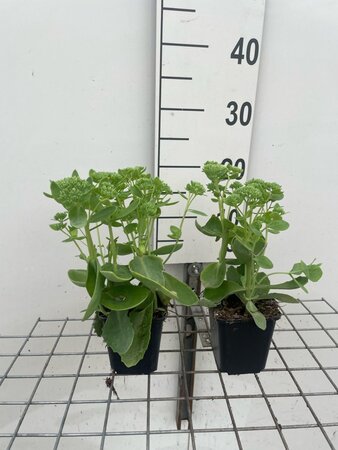 Sedum 'Herbstfreude' =  'Autumn Joy' geen maat specificatie 0,55L/P9cm - afbeelding 6