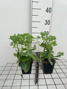 Sedum 'Herbstfreude' =  'Autumn Joy' geen maat specificatie 0,55L/P9cm - afbeelding 6