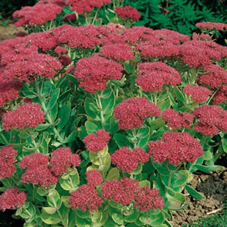 Sedum 'Herbstfreude' =  'Autumn Joy' geen maat specificatie 0,55L/P9cm - afbeelding 4