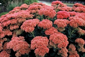 Sedum 'Herbstfreude' =  'Autumn Joy' geen maat specificatie 0,55L/P9cm - afbeelding 7