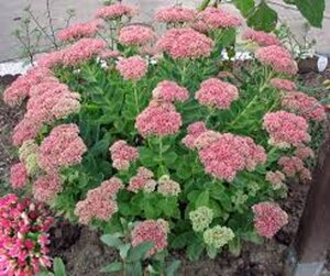 Sedum 'Herbstfreude' =  'Autumn Joy' geen maat specificatie 0,55L/P9cm - afbeelding 3