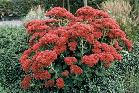 Sedum 'Herbstfreude' =  'Autumn Joy' geen maat specificatie 0,55L/P9cm - afbeelding 6