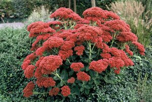 Sedum 'Herbstfreude' =  'Autumn Joy' geen maat specificatie 0,55L/P9cm - afbeelding 6