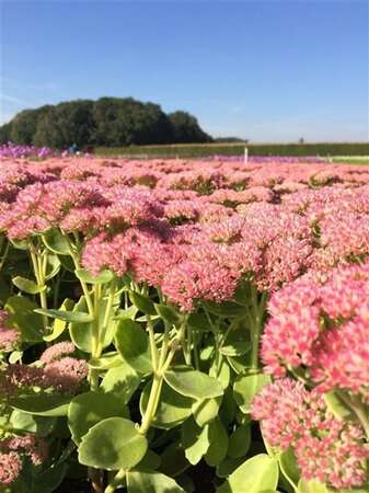 Sedum 'Herbstfreude' =  'Autumn Joy' geen maat specificatie 0,55L/P9cm - afbeelding 3