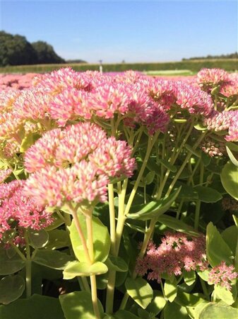 Sedum 'Herbstfreude' =  'Autumn Joy' geen maat specificatie 0,55L/P9cm - afbeelding 4