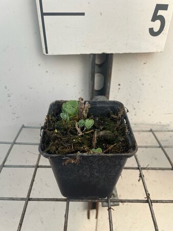 Sedum 'Herbstfreude' =  'Autumn Joy' geen maat specificatie 0,55L/P9cm - afbeelding 8